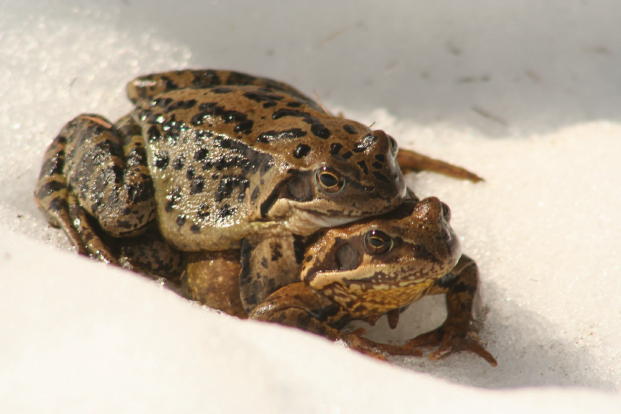 Rane innamorate - Pelophylax sp.